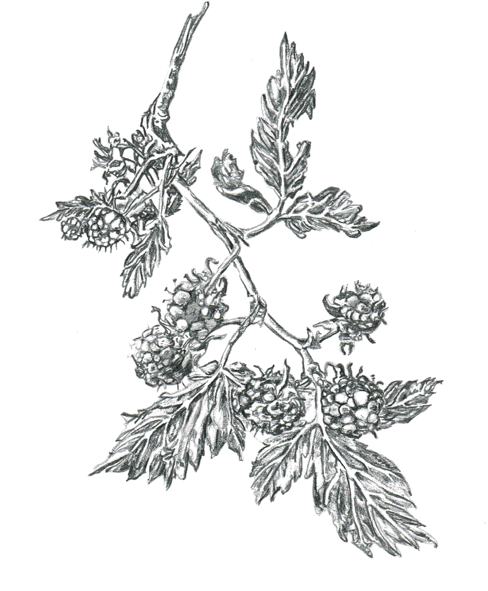 Blackberries drawing by Rosie