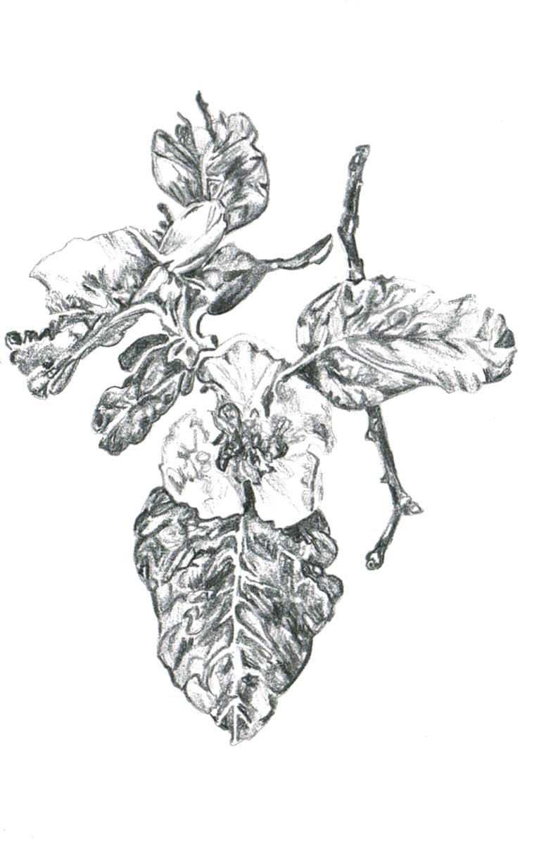 Blackberries drawing by Rosie
