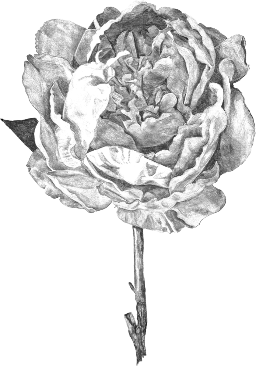 Rose drawing by Rosie