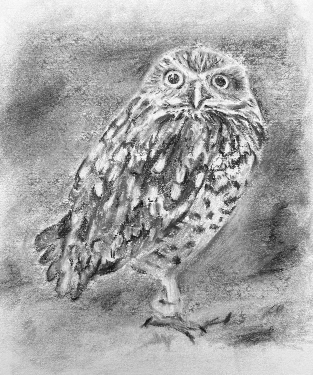 Owl charcoal drawing by Rosie