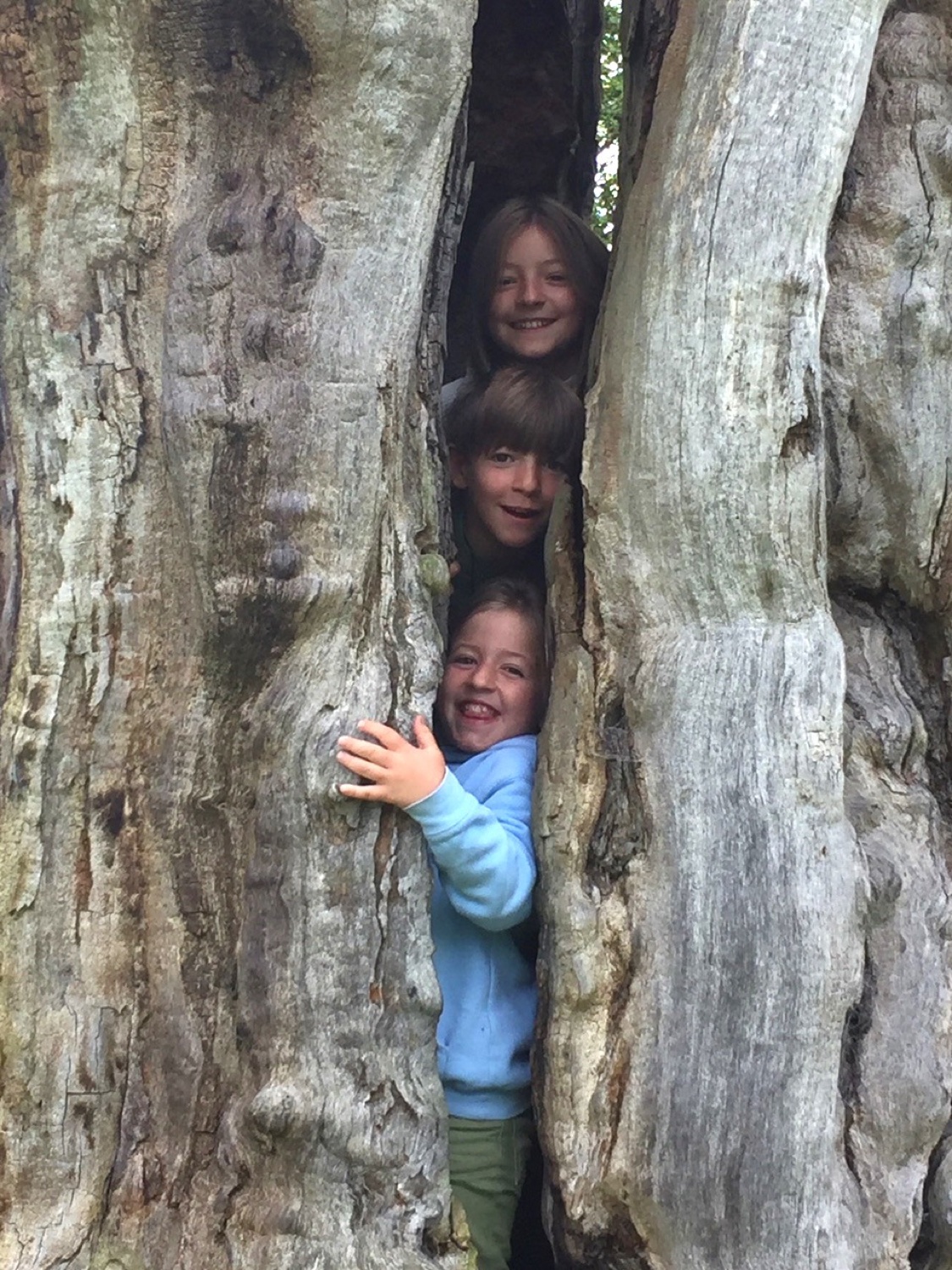 Rosie and her siblings in a hollow tree